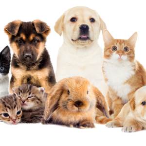 Pets